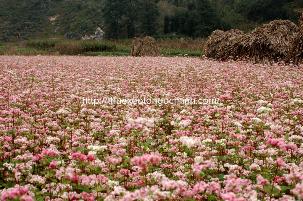 Thiên đường hoa tam giác mạch ở Hà Giang 