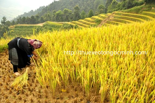 Vụ mùa lúa chín ở Tú Lệ tuyệt đẹp Những địa đanh nổi tiếng ở Mù Cang Chải – Yên Bái