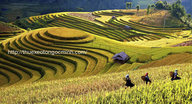 Ngất ngây mùa vàng giữa thu La Pán Tẩn Những địa đanh nổi tiếng ở Mù Cang Chải – Yên Bái