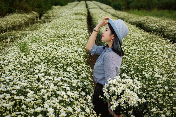 Hà Nội dịu dàng với mùa hoa cúc hoạ mi