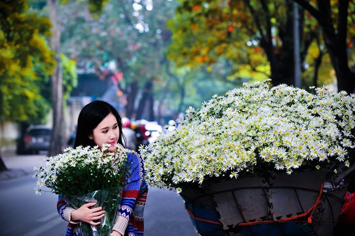 Hà Nội dịu dàng với mùa hoa cúc hoạ mi Hà Nội dịu dàng với mùa hoa cúc hoạ mi