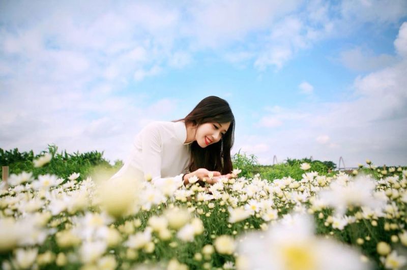 Hà Nội dịu dàng với mùa hoa cúc hoạ mi Hà Nội dịu dàng với mùa hoa cúc hoạ mi