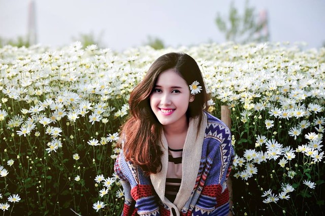 Hà Nội dịu dàng với mùa hoa cúc hoạ mi