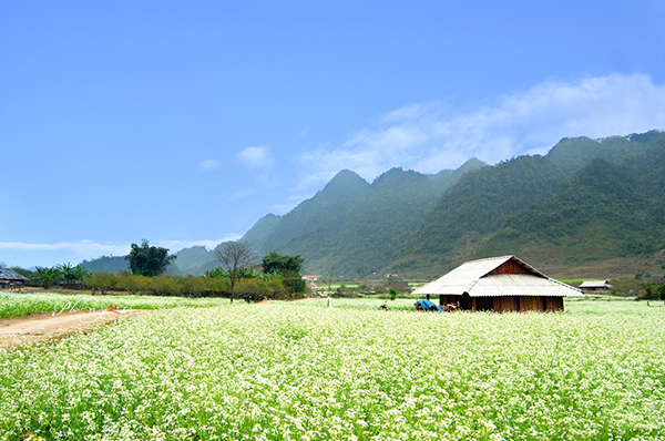 Trốn lên Mộc Châu những ngày Hà Nội trở gió
