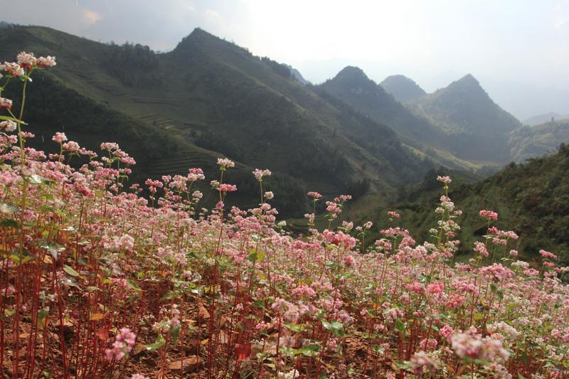 Cả sắc trời hồng trên đỉnh trời Si Ma Cai - Lào Cai