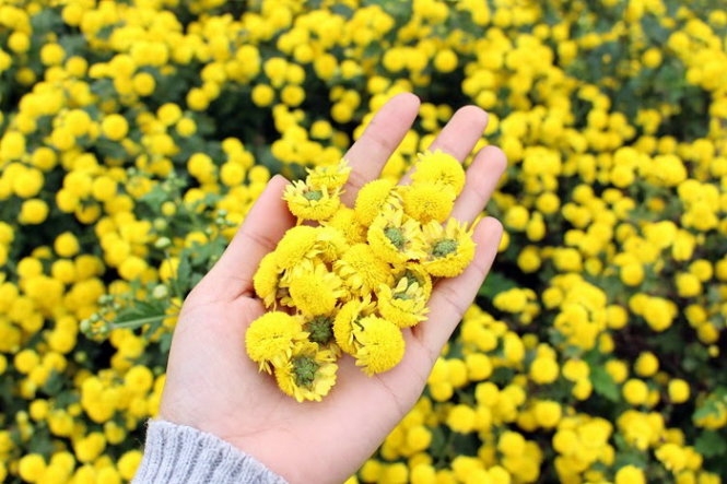 Thuê xe đi ngắm hoa Cúc Chi ở Hưng Yên trong dịp Tết Thuê xe đi ngắm hoa Cúc Chi ở Hưng Yên trong dịp Tết