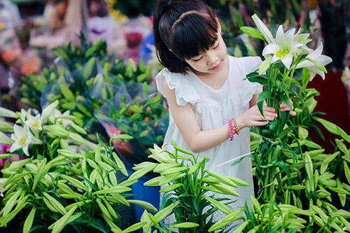 Ngơ ngẩn trước mùa hoa loa kèn giữa lòng thủ đô Ngơ ngẩn trước mùa hoa loa kèn giữa lòng thủ đô