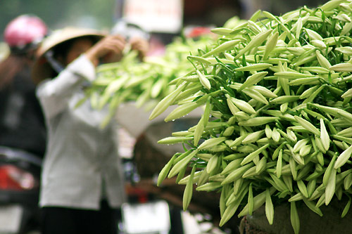 Ngơ ngẩn trước mùa hoa loa kèn giữa lòng thủ đô Ngơ ngẩn trước mùa hoa loa kèn giữa lòng thủ đô