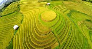 Mùa lúa chín ở Mù Căng Chải