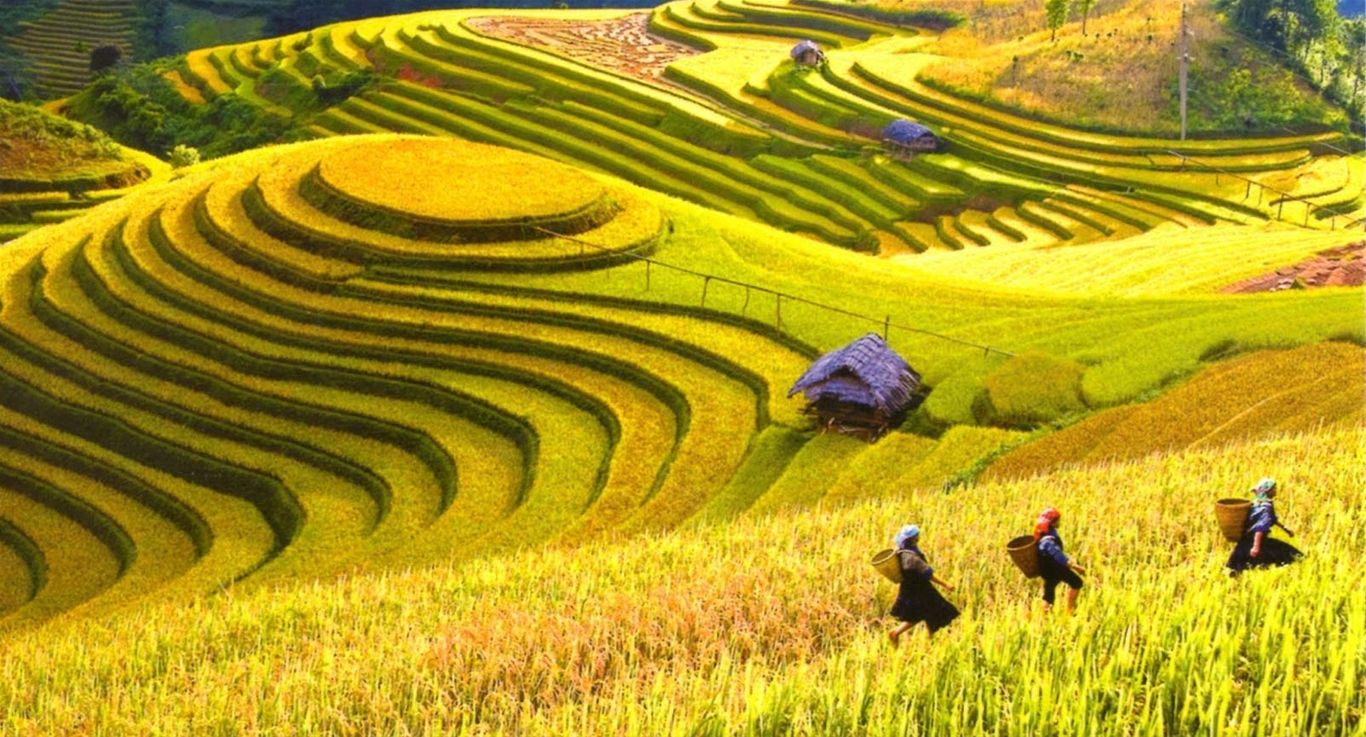 Mùa lúa chín ở Hà Giang làm nao lòng du khách Mùa lúa chín ở Hà Giang làm nao lòng du khách