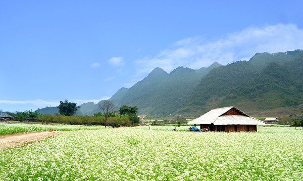 Du lịch Mộc Châu tháng 11 không thể bỏ lỡ cánh đồng cải trắng