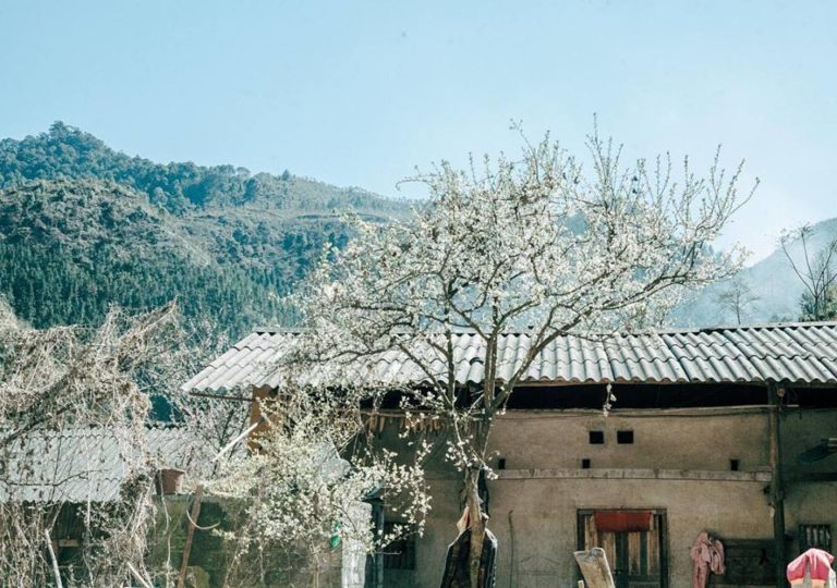 Du lịch tháng 1 – Ngắm hoa trên khắp nẻo đường đất nước