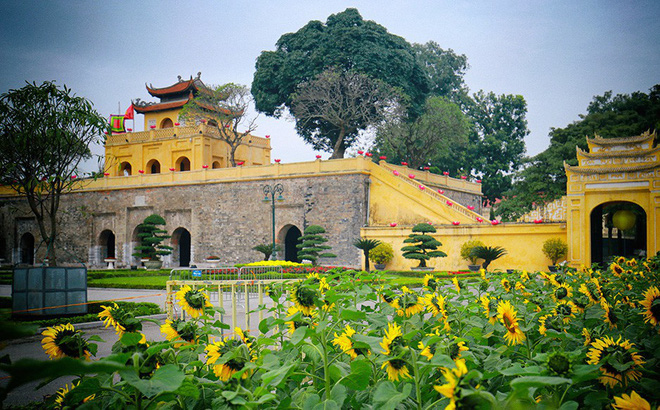 Hoàng thành Thăng Long mang một màu vàng tươi mới
